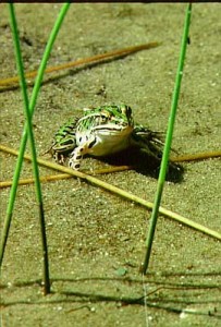 Natural areas provide habitat for many animals and plants, like this leopard frog