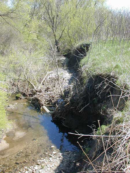 Eroding banks of Millers Creek