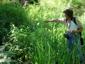 Volunteer Jane Hayes assessing a natural area in Unadilla Township.