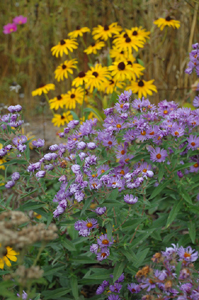 Native New England Asters and Black Eyed Susans at the Prairie Briarcliff Rain Garden in Ann Arbor.