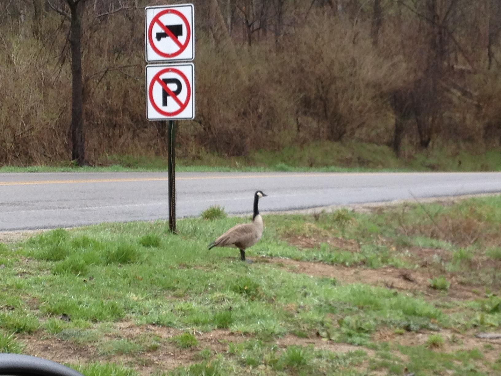 No parking at Delhi. Unless you are a goose.