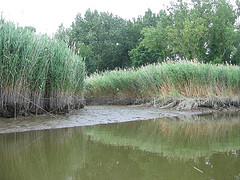Phragmites is an invasive grass forming dense stands in wet areas of the Huron River watershed