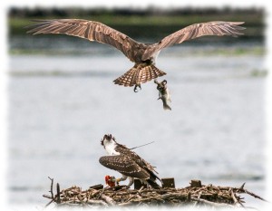 A female osprey brings a fish to her offspring.