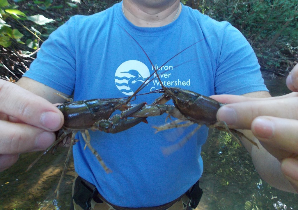 Mark had a good time catching and identifying crayfish on his creekwalk.