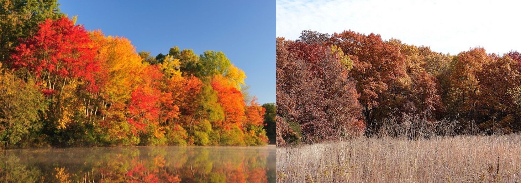 Fall color of a beech maple forest (left) and oak hickory forest (right)