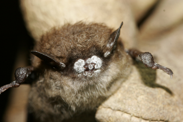 Bat with White-nose Syndrome - a disease recently found in Michigan. Credit: Photo courtesy Ryan von Linden/New York Department of Environmental Conservation