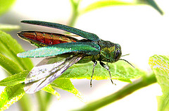 Adult Emerald Ash Borer. Image courtesy of U.S. Department of Agriculture.
