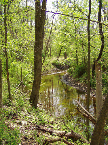Beckwith Preserve on Portage Creek.  Photo Credit: Legacy Land Conservancy