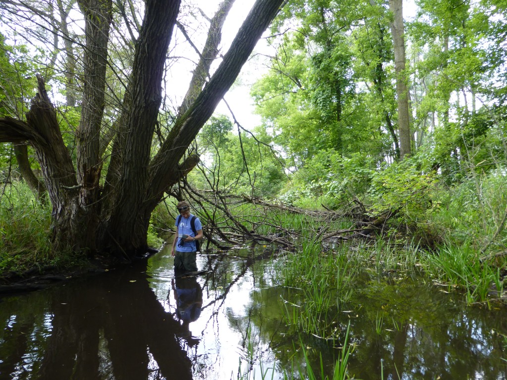 An HRWC volunteer explores Arms Creek.