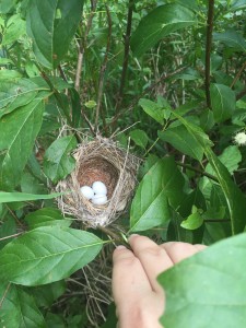 Robin's nest in a buttonbush swamp