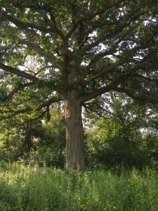 Open grown oak, Northfield Township