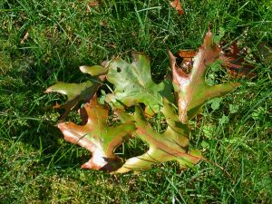 Oak wilt-infected leaves. Photo: Rebecca Finneran, MSU Extension. Source Legacy Land Conservancy