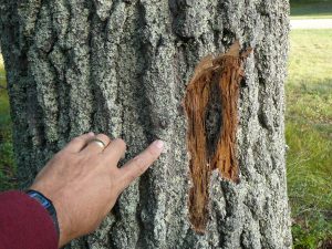 Bark infected with oak wilt. Photo: Bill Cook, MUS Extension. Source Legacy Land Conservancy