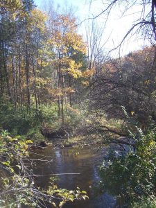 Vegetated stream buffers help keep Portage Creek healthy