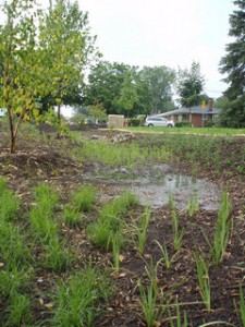 Briarcliff rain garden. Part of Green Infrastructure project in Millers Creekshed