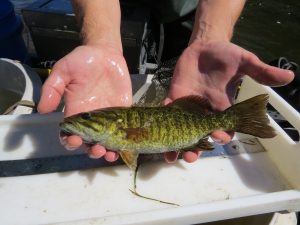 A smallmouth bass with bright markings.