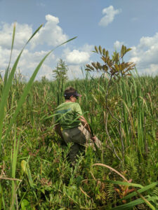 A person walks through a cattail marsh on a sunny day.