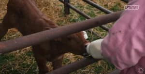 Photo of calf on farm being bottle-fed.