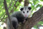 Opossum in a tree in Ann Arbor by Corey Seeman