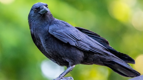 Crows In the Huron River Watershed - Huron River Watershed Council