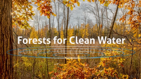 forests for clean water