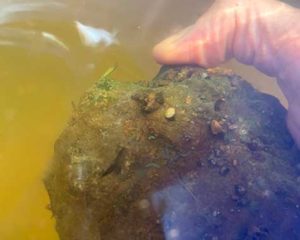 This river rock (shown under water) is a home for many living things