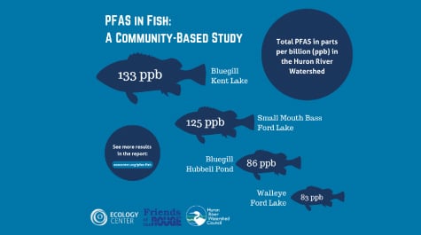Amounts PFAS found in fish by type