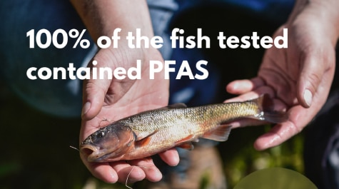 All fish tested have PFAS