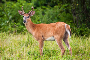 A white tail dear in a field at Lake Erie Metropark