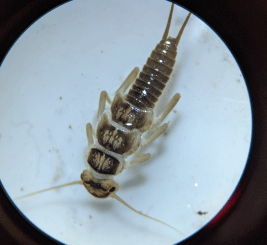 A stonefly from the family Perlodidae pictured through a microscope.