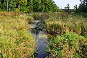 Wetlands in the Huron Riverwatershed